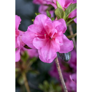 Rhododendron obtusum Babuschka