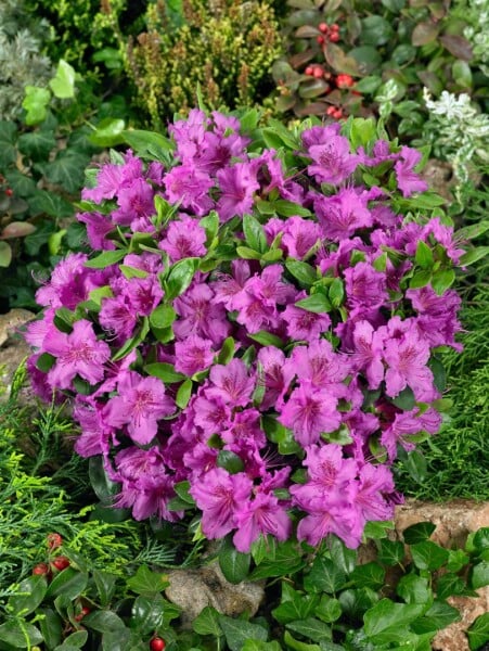 Rhododendron obtusum Blaue Donau blühender Strauch