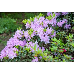 Rhododendron obtusum Blue Danube