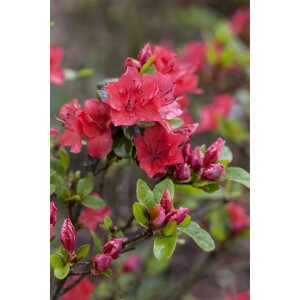 Rhododendron obtusum Fairy Dreams Majas Rubin