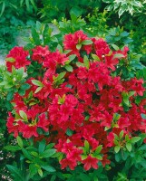 Rhododendron obtusum Geisha Red