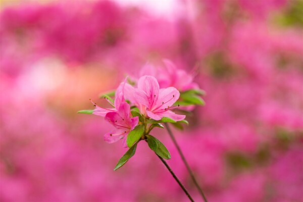 Rhododendron obtusum Hinomayo