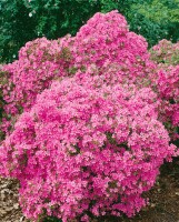 Rhododendron obtusum Hinomayo
