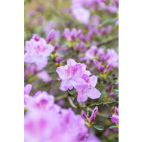 Rhododendron obtusum Ledikanense