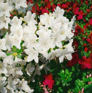 Rhododendron obtusum Luzi