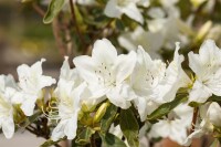 Rhododendron obtusum Luzi