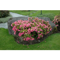 Rhododendron obtusum Rosa