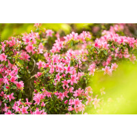 Rhododendron obtusum Rosa