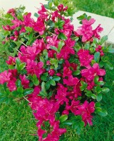 Rhododendron obtusum Rubinetta