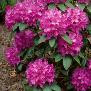 Rhododendron obtusum Sabina