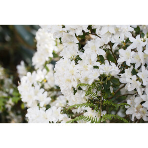 Rhododendron obtusum Schneesturm