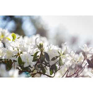 Rhododendron obtusum Schneesturm