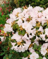 Rhododendron pachysanthum Silbervelours