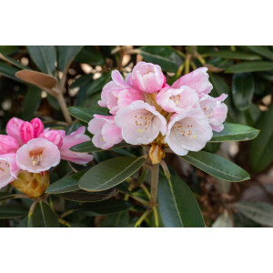 Rhododendron pachysanthum Silver Dane