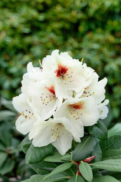 Rhododendron praevernum Osterschnee