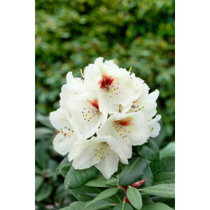 Rhododendron praevernum Osterschnee