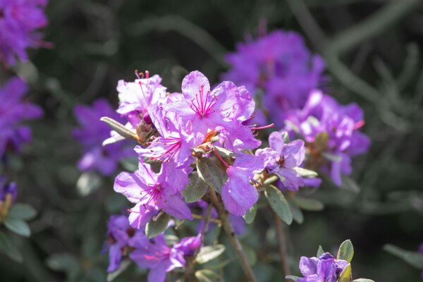 Rhododendron russatum Lauretta
