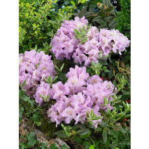 Rhododendron saluenense Lavendula