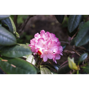 Rhododendron smirnowii Silberpfeil