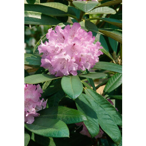 Rhododendron smirnowii Silberpfeil