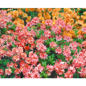 Rhododendron viscosum