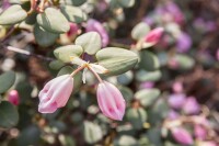Rhododendron williamsianum (Wildart)