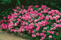Rhododendron williamsianum (Wildart)