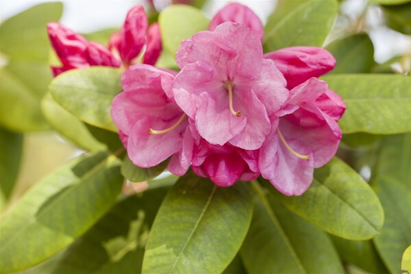 Rhododendron williamsianum Gartendirektor Glocker