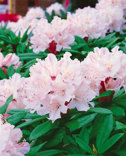 Rhododendron williamsianum Jackwill