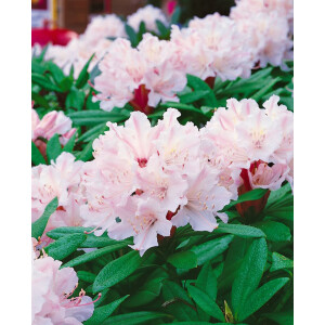 Rhododendron williamsianum Jackwill