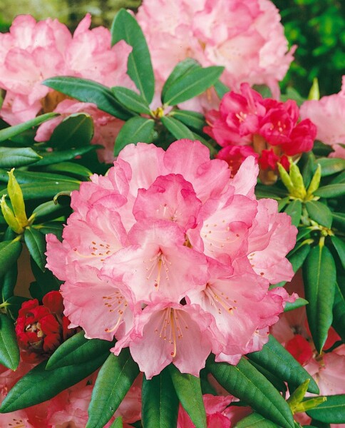Rhododendron yakushimanum Barmstedt