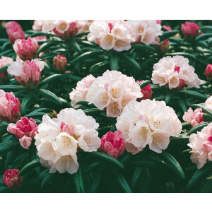 Rhododendron yakushimanum Best Late
