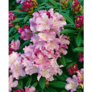 Rhododendron yakushimanum Caroline Allbrook