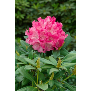 Rhododendron yakushimanum Clivia