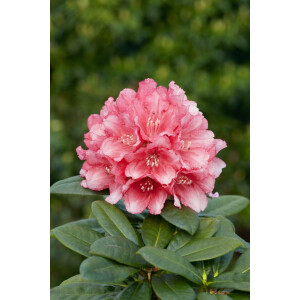 Rhododendron yakushimanum Colibri