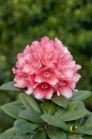 Rhododendron yakushimanum Colibri