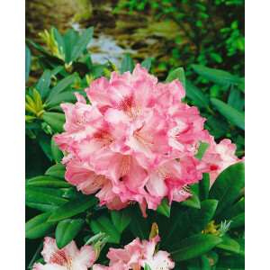 Rhododendron yakushimanum Debbie Dane
