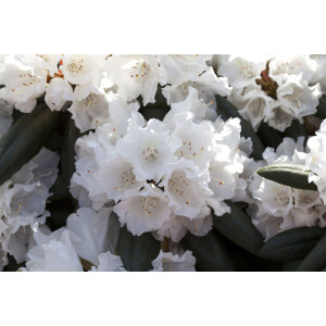 Rhododendron yakushimanum Falling Snow