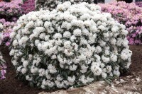 Rhododendron yakushimanum Falling Snow