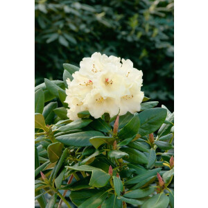 Rhododendron yakushimanum Flava Lackblatt