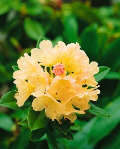 Rhododendron yakushimanum Golden Torch