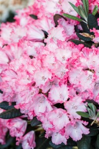 Rhododendron yakushimanum Kokette