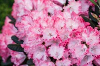 Rhododendron yakushimanum Kokette