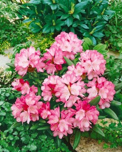 Rhododendron yakushimanum Love Song