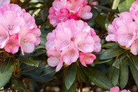 Rhododendron yakushimanum Love Song