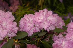 Rhododendron yakushimanum Lumina