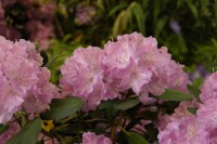 Rhododendron yakushimanum Lumina