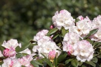 Rhododendron yakushimanum Neat-O