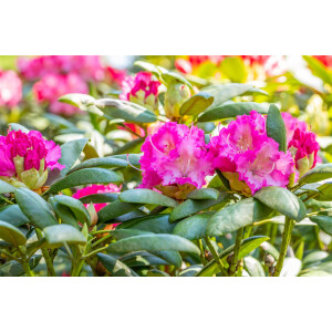 Rhododendron yakushimanum Rosita