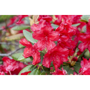 Rhododendron yakushimanum September Red
